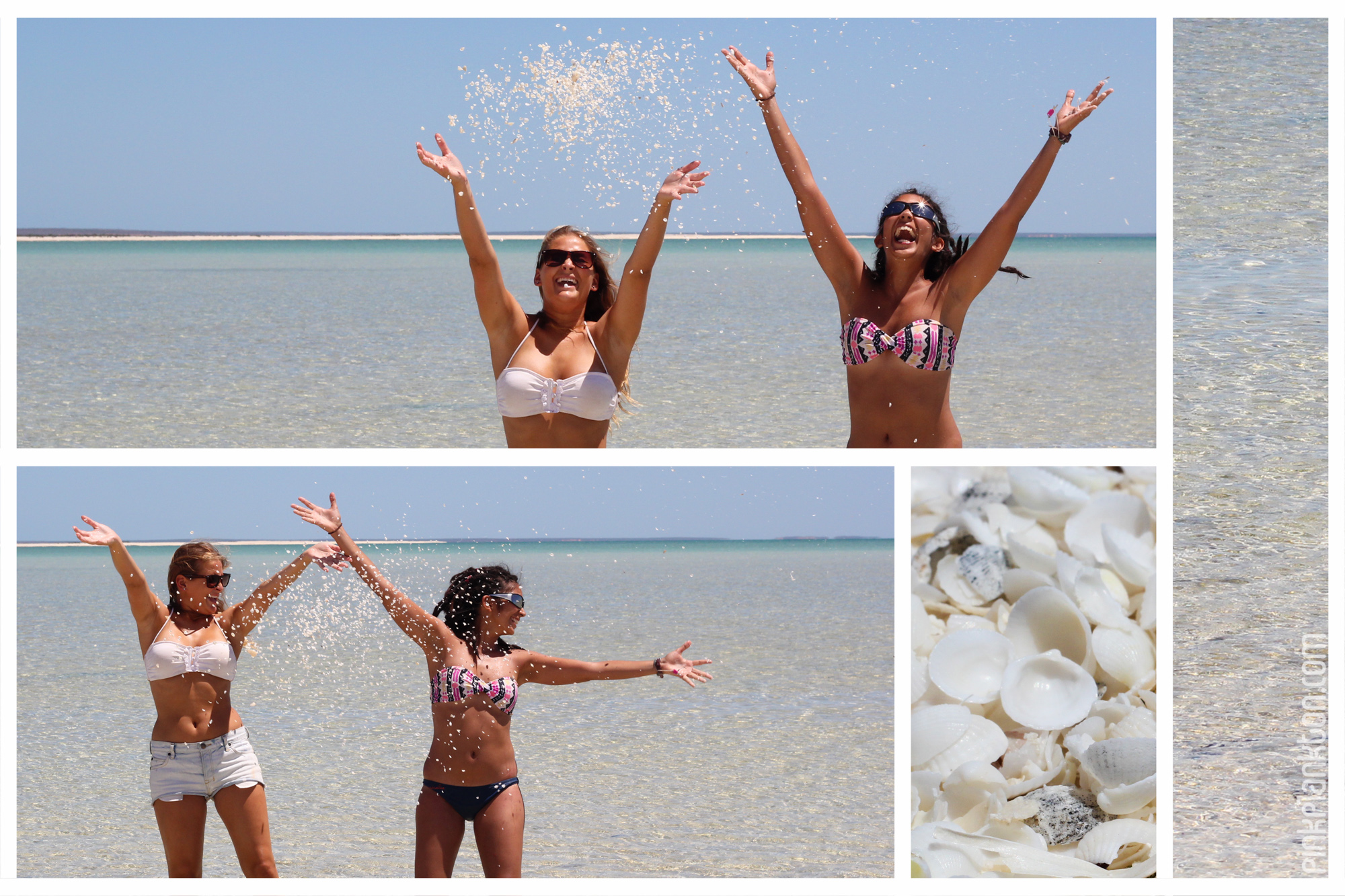 collage of beach and sea shells