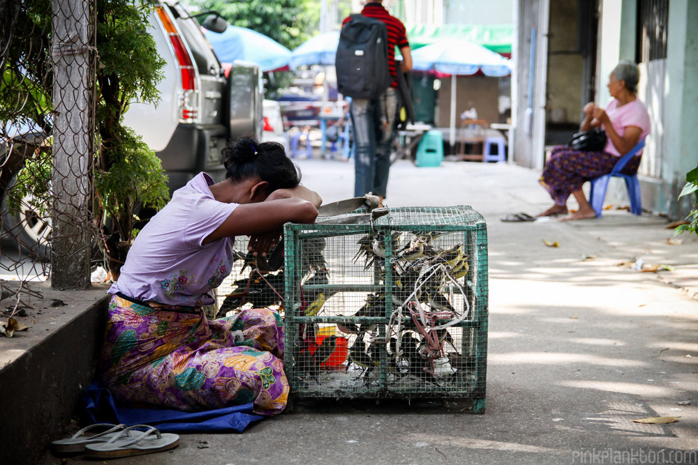 bird seller in Yangon, Myanmar