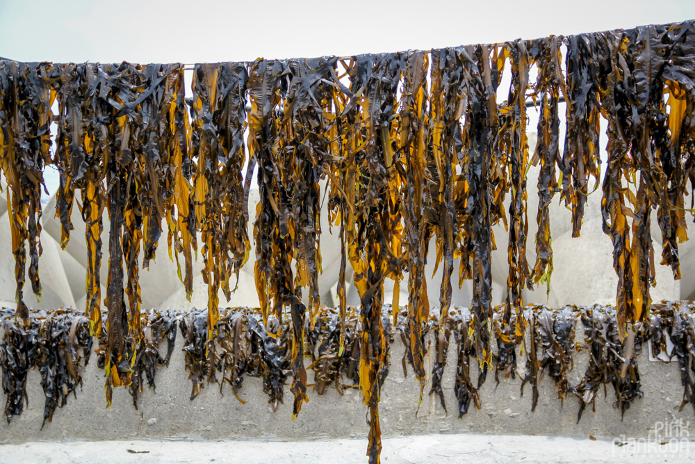 seaweed drying in South Korea