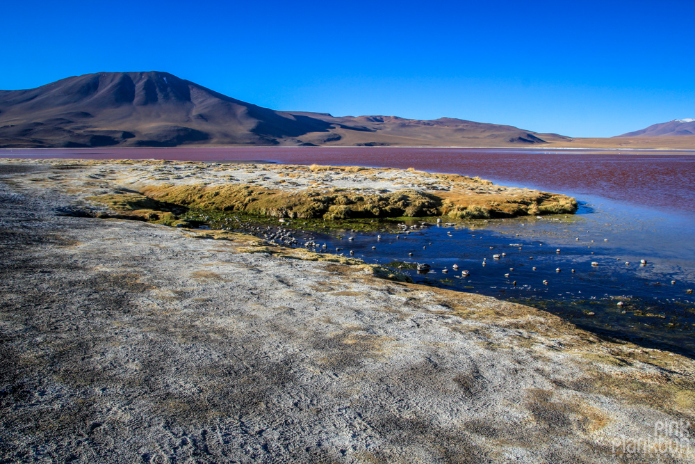 Bolivia's Laguna Colorada red lagoon