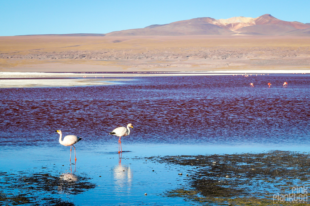 white flamingos in Bolivia's Laguna Colorada red lagoon