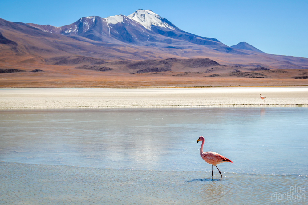 pink flamingo, volcano, and a lagoon in Bolivia's desert