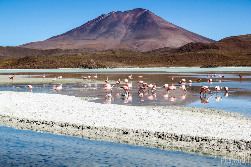 pink flamingos, volcano, and a lagoon in Bolivia's desert