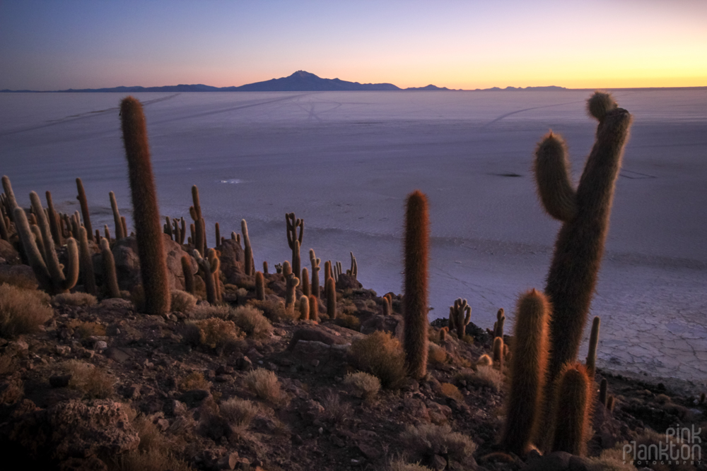 cacti and sunrise on Bolivia’s Isla Incahuasi
