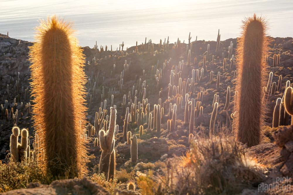 cacti on Isla Incahuasi in Bolivia's Salar de Uyuni