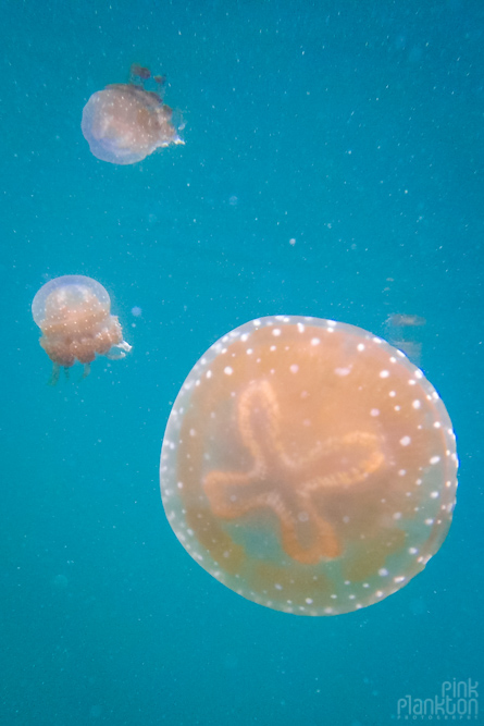 3 jellyfish in jellyfish lake in Togean Islands, Sulawesi, Indonesia
