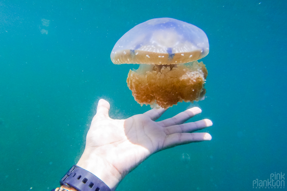 large jellyfish with hand for scale in lake in Togean Islands, Sulawesi, Indonesia