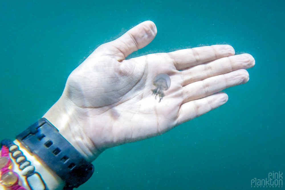 small jellyfish with hand for scale in lake in Togean Islands, Sulawesi, Indonesia