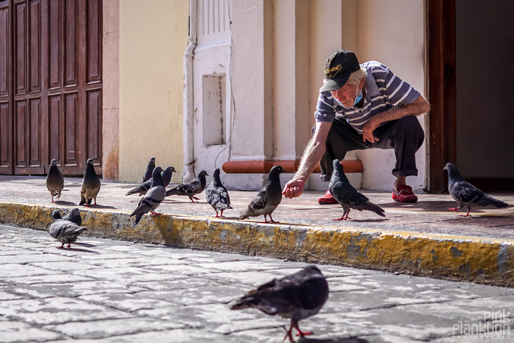 man feeding pigeons on the streets of Campeche