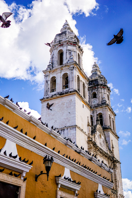 pigeons and main church in Campeche