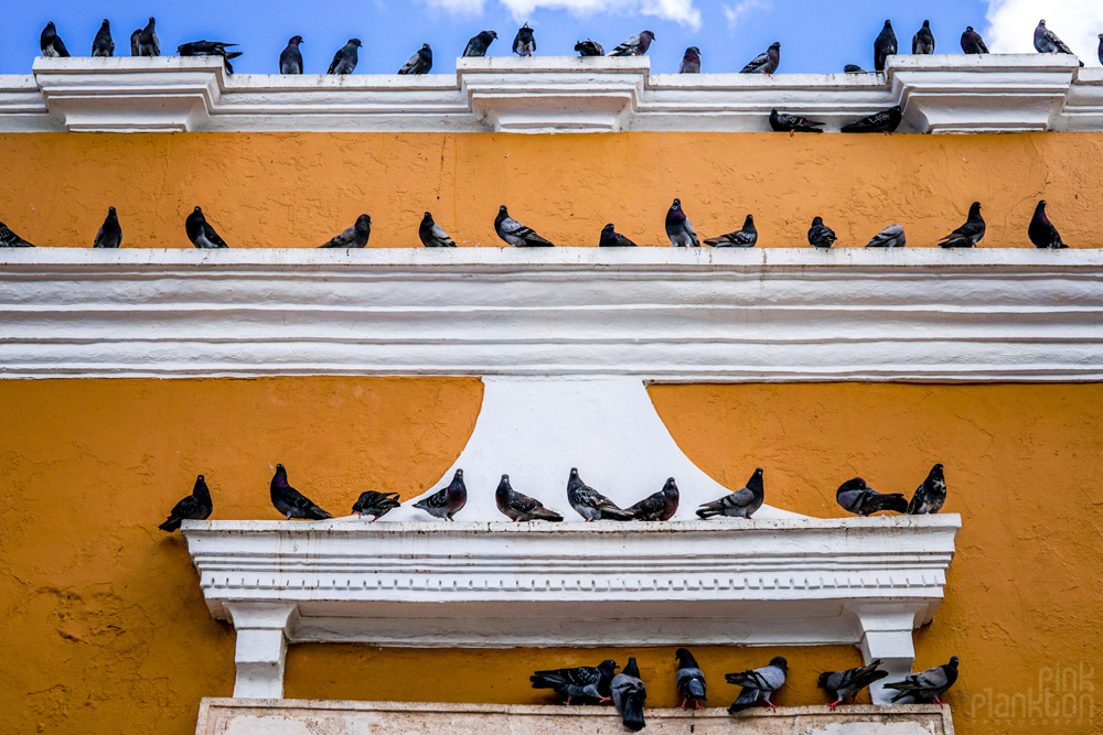 many pigeons on a building in Campeche central square