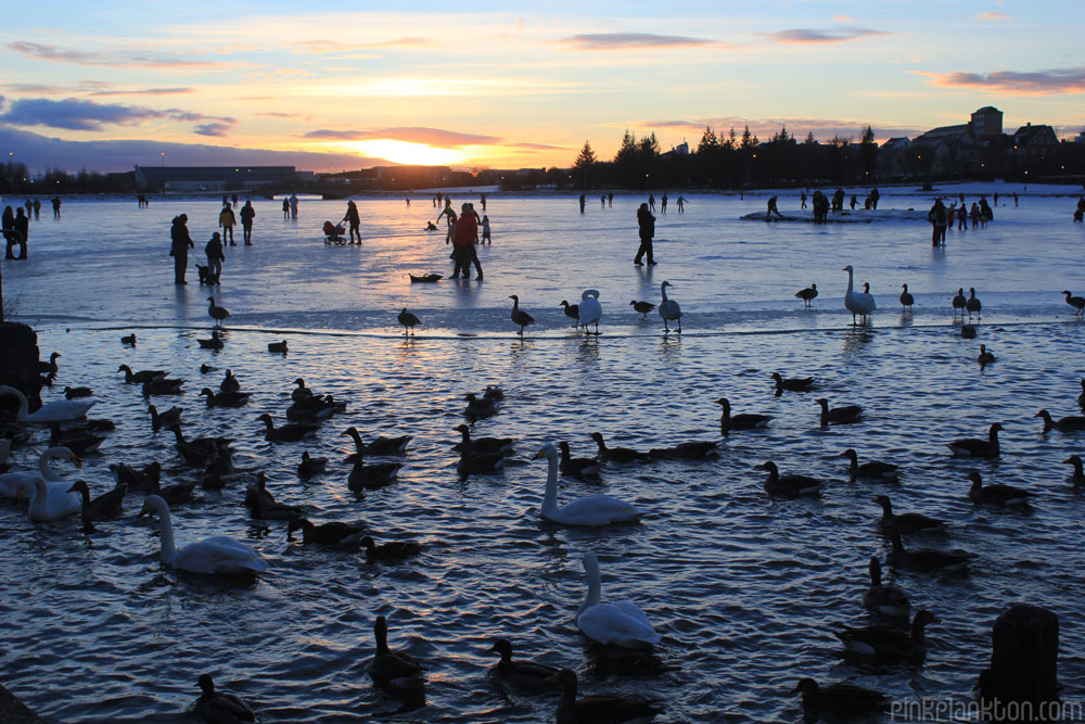 sunset at ice rink in Reykjavik with ducks