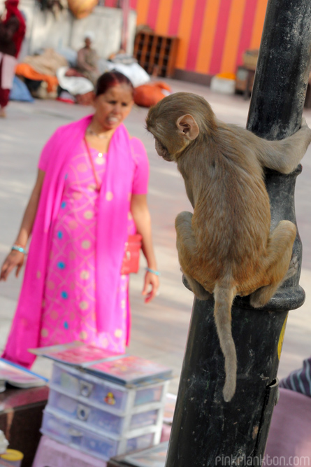 monkey and lady in sari in New Delhi