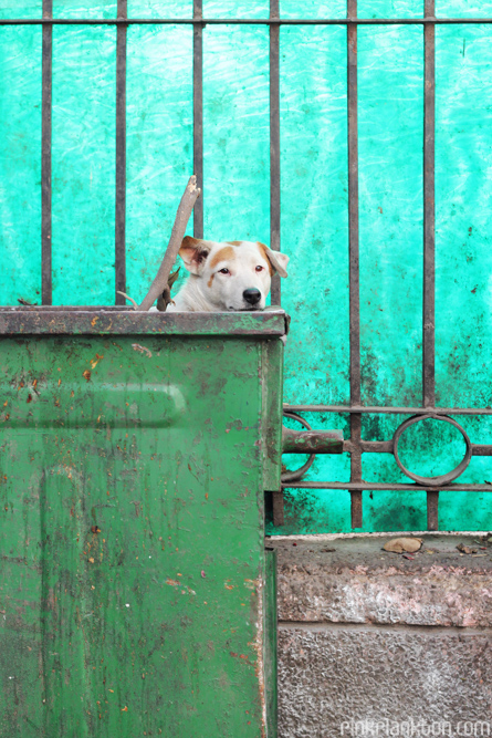 dog in dumpster in New Delhi