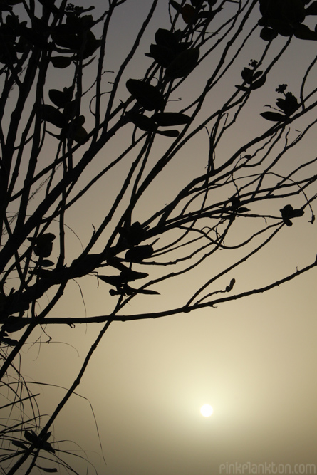 flower silhouette in sunset