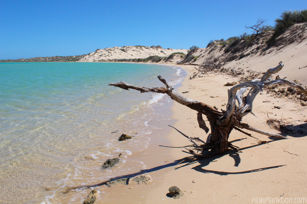 Shark Bay and sand dunes on the West Coast of Australia