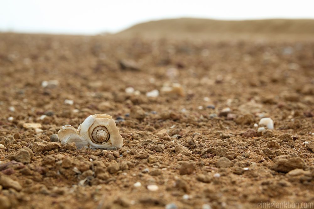 shell floor at Punta Gallinas, Colombia