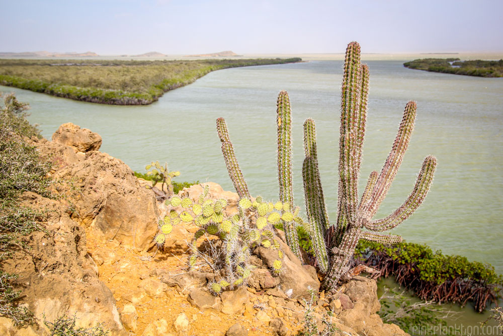 cactus at Punta Gallinas, Colombia