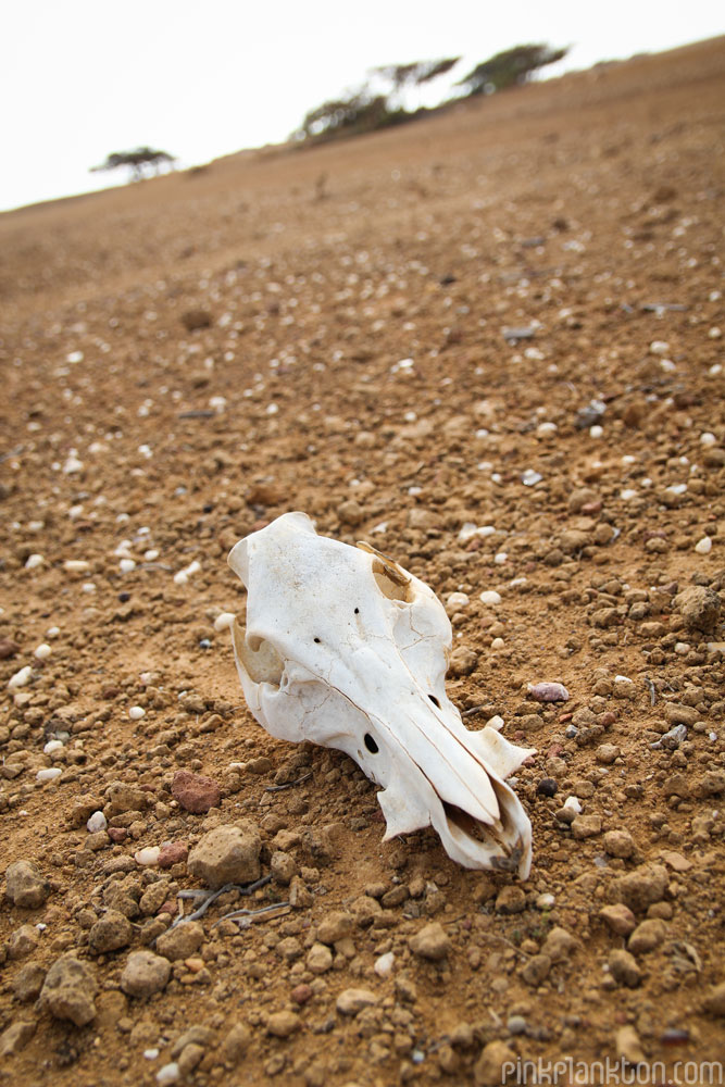 goat skull at Punta Gallinas