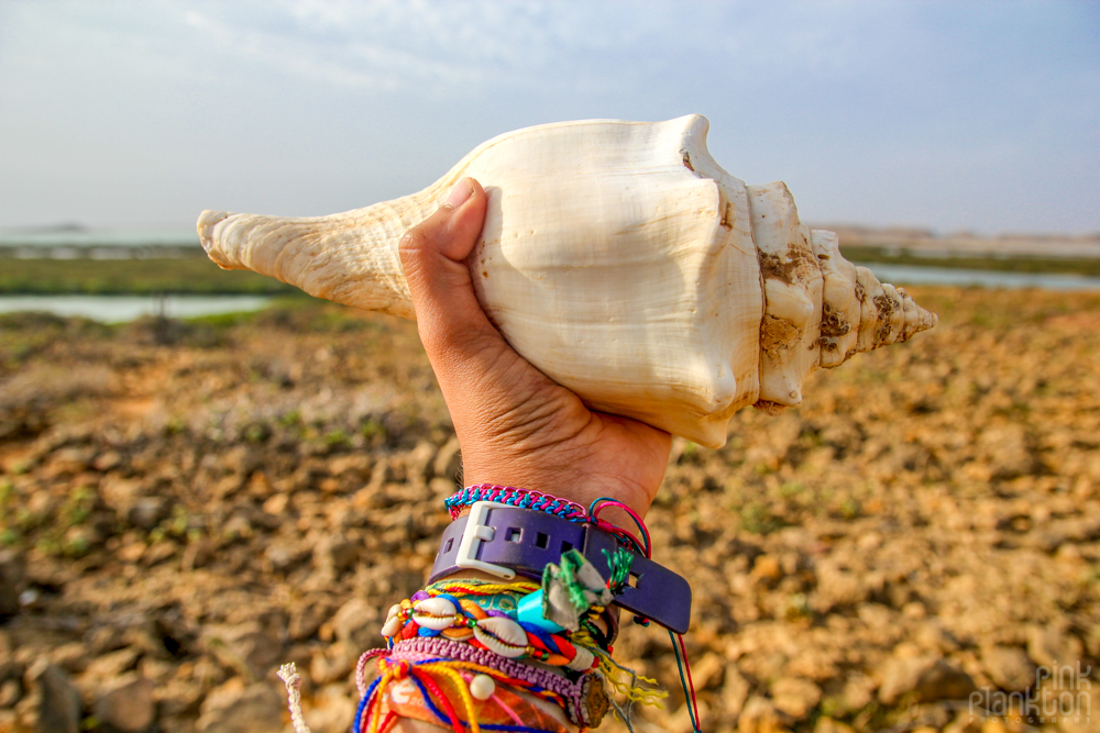 punta-gallinas-shell