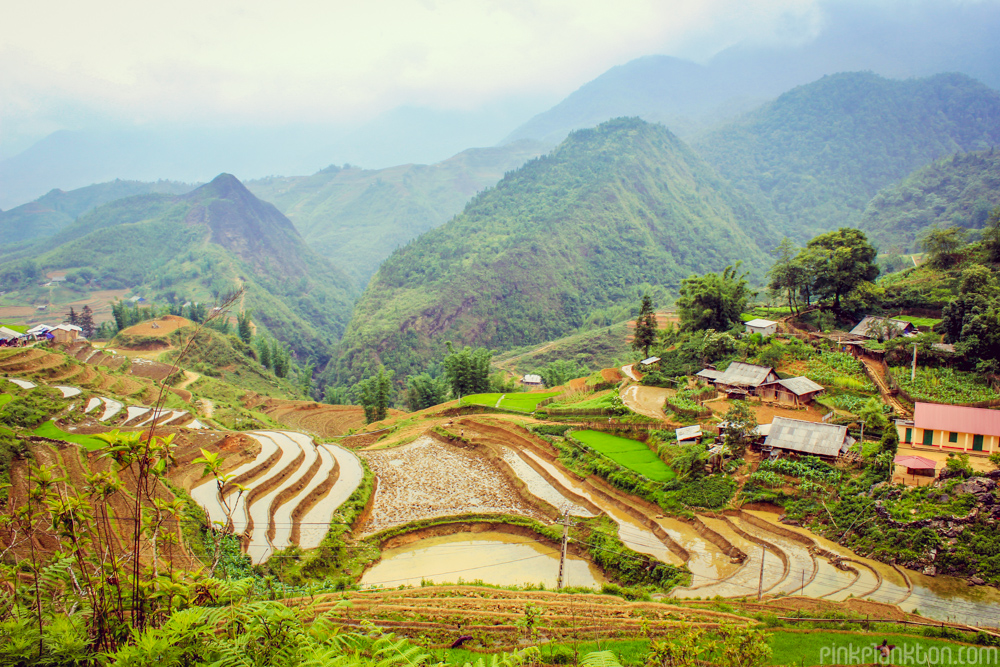 rice paddies in Sapa, Vietnam 