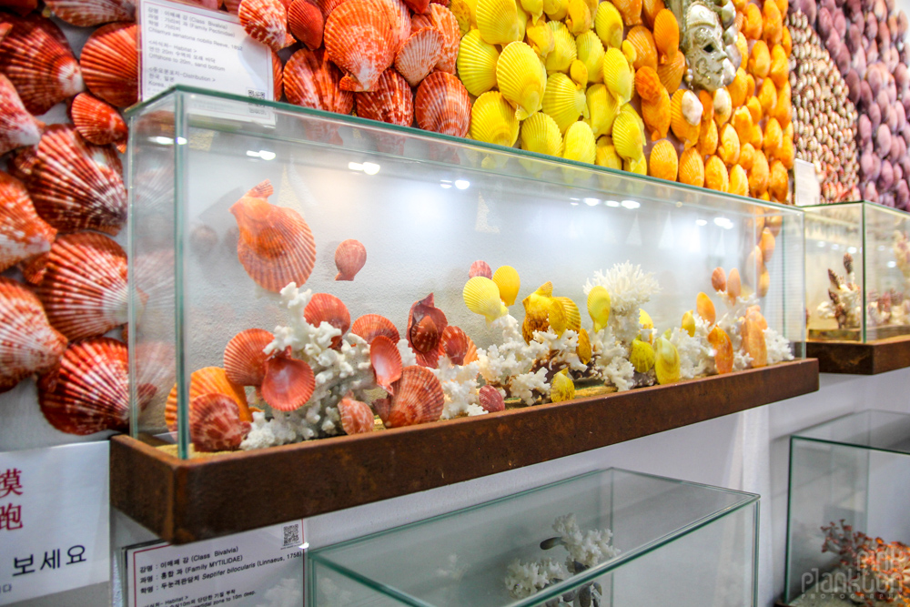 Worldwide Seashell Museum on Jeju Island