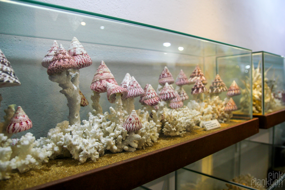 Worldwide Seashell Museum on Jeju Island