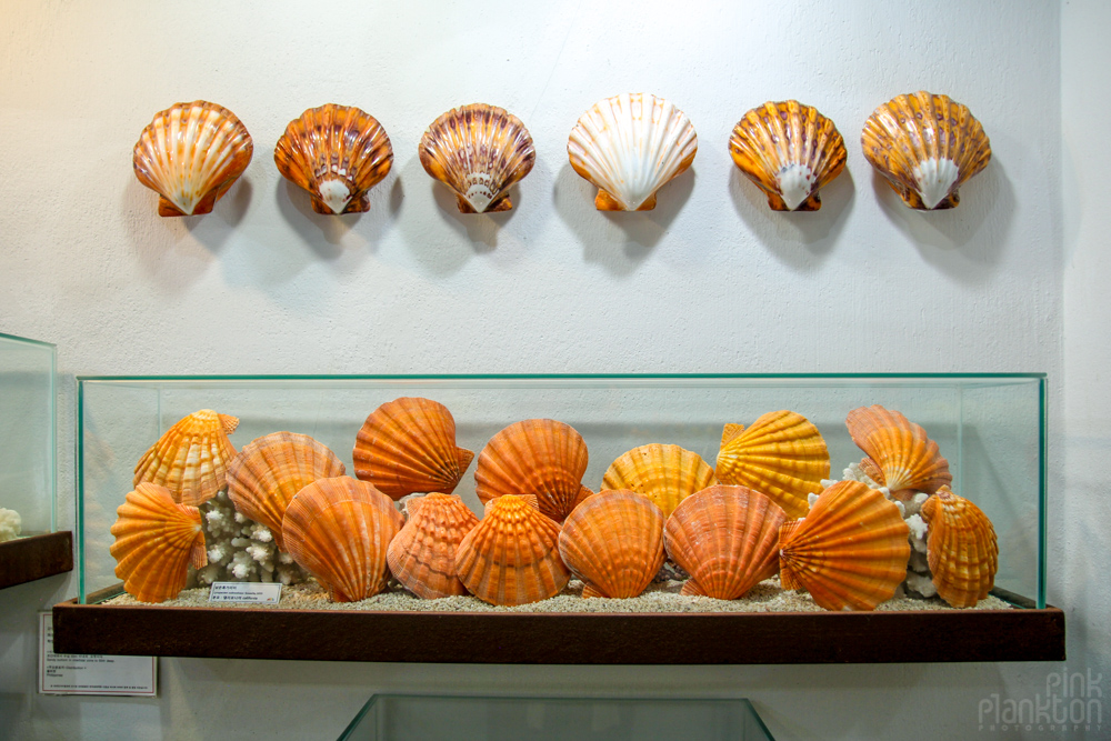 Worldwide Seashell Museum on Jeju Island