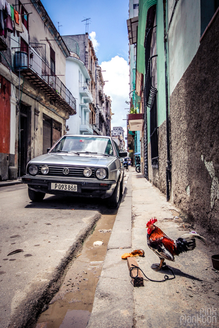 rooster in street Havana Cuba