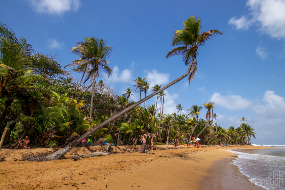 beach and palm tree Tribal Gathering Festival