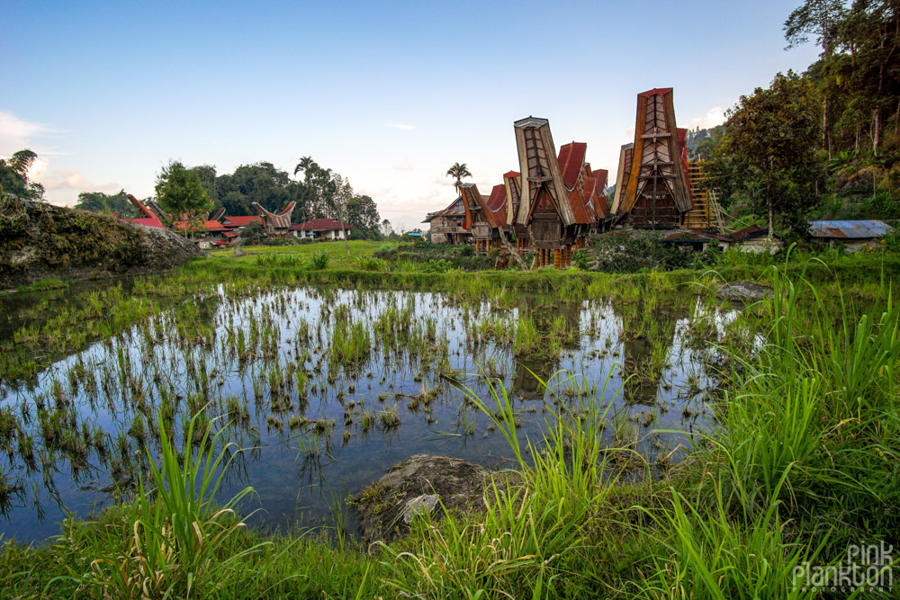 Tongkonan boat houses and rice paddies in Toraja village, Sulawesi