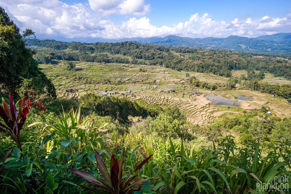 rice terraces of Toraja, Sulawesi