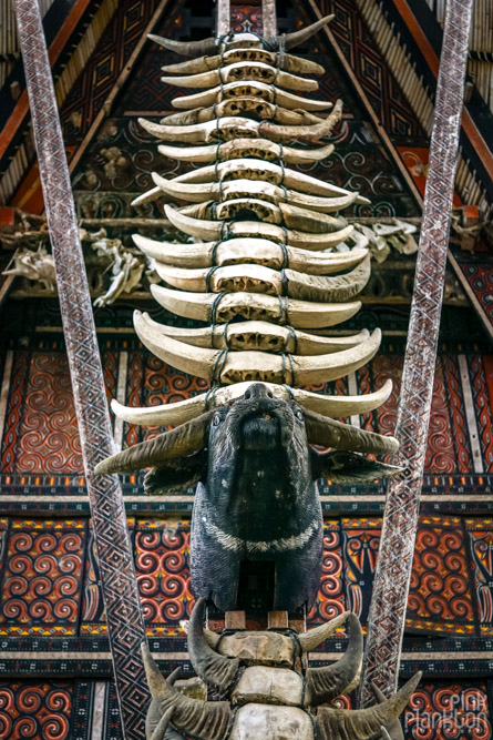 buffalo head and horns on Tongkonan boat houses