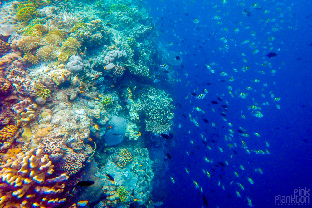 fish and colorful coral reef on Bunaken Island, Sulawesi