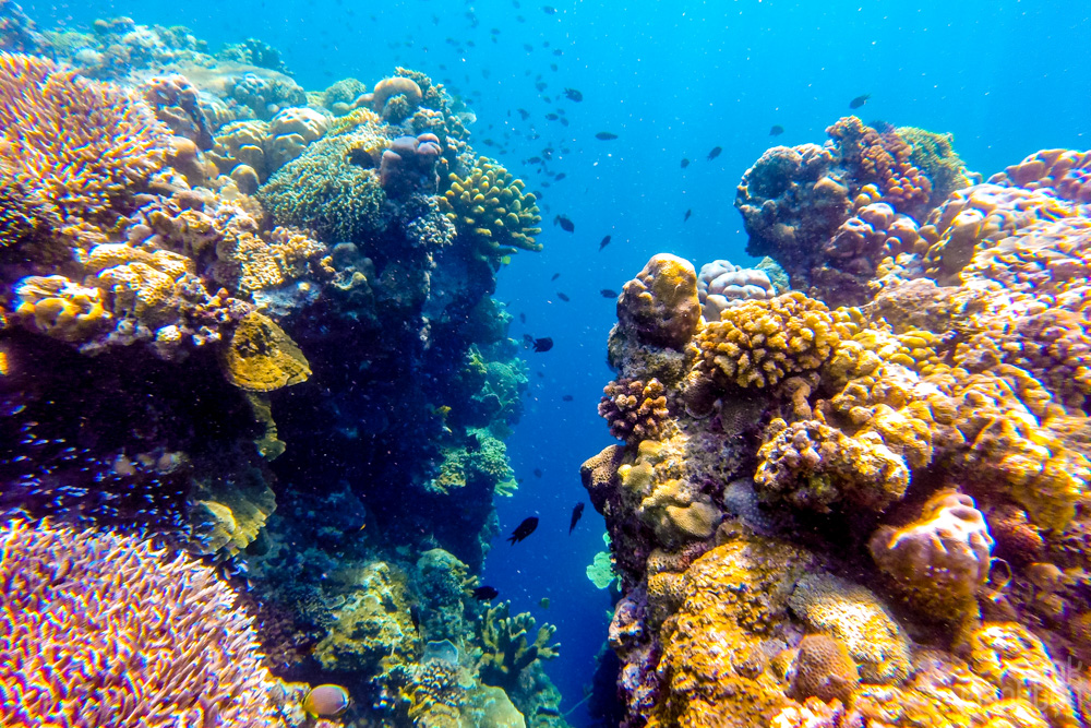 colorful coral reef on Bunaken Island, Sulawesi