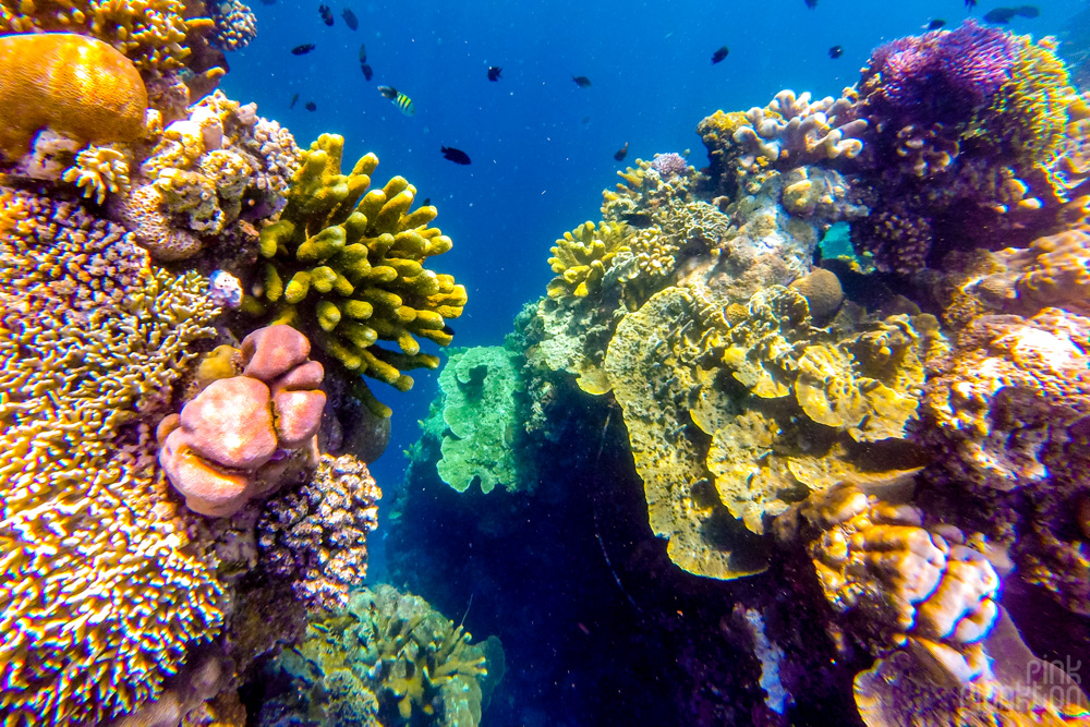 colorful coral reef on Bunaken Island, Sulawesi