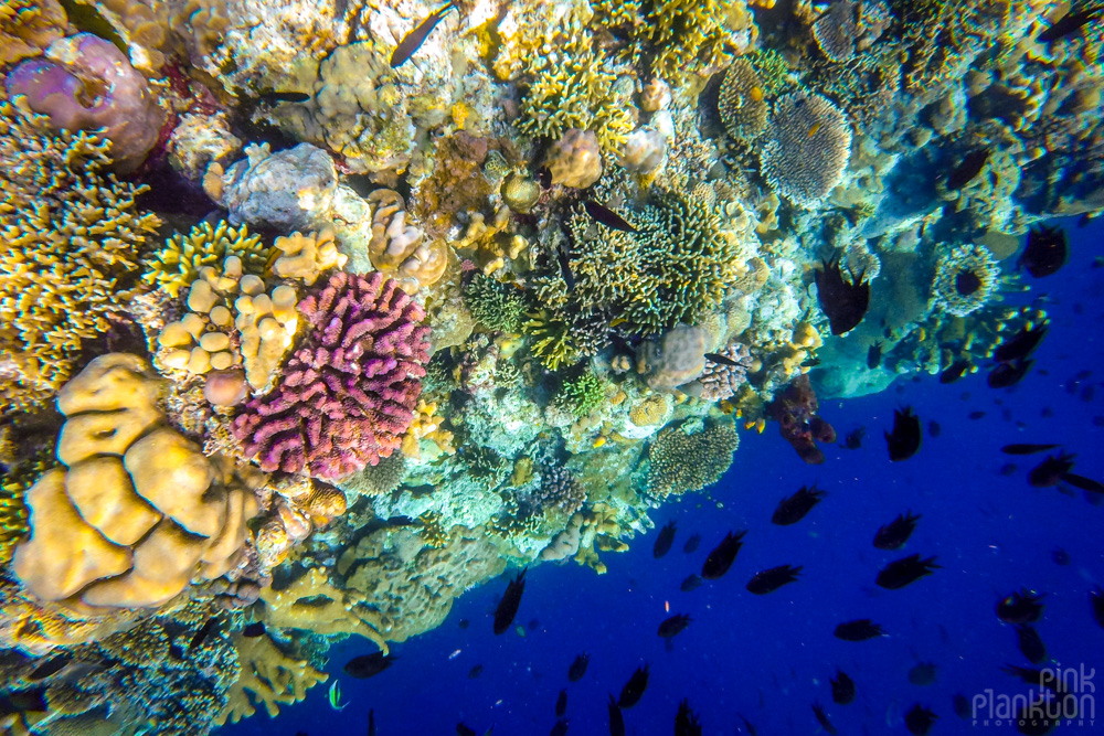 colorful coral reef on Bunaken Island, Sulawesi