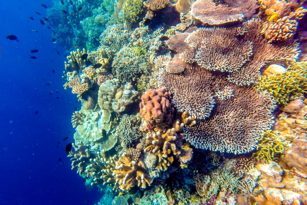 colorful coral reef on Bunaken Island, Sulawesi