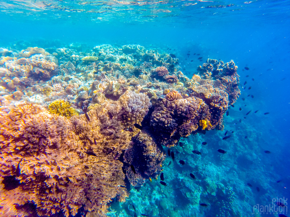 fringe coral reef on Bunaken Island, Sulawesi