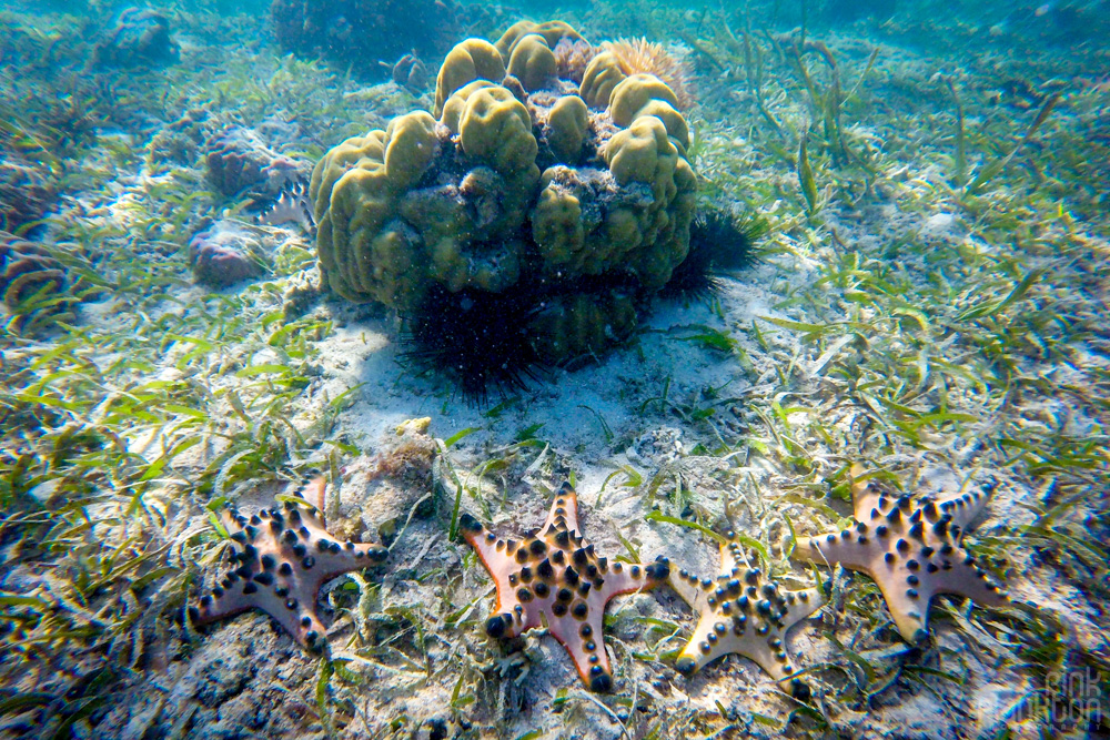 starfish on Bunaken Island, Sulawesi