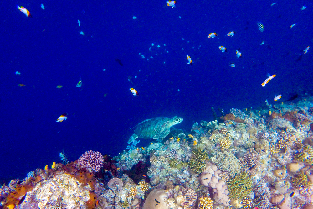 turtle and coral reef on Bunaken Island, Sulawesi