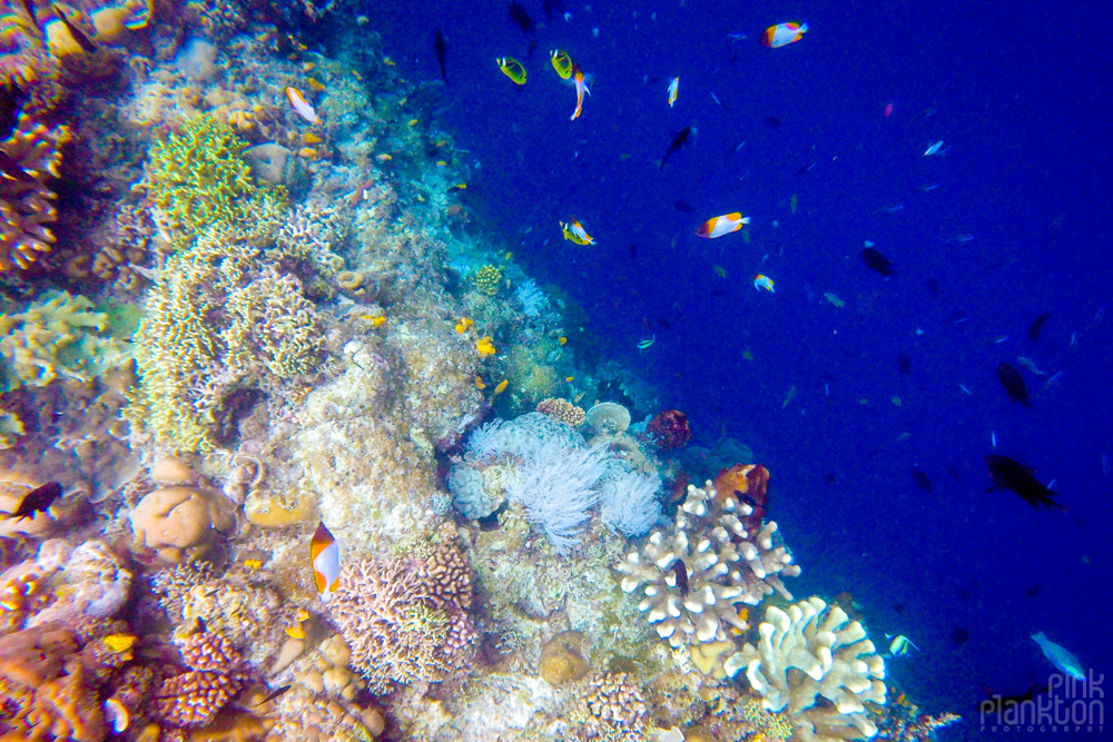 colorful coral reef on Bunaken Island, Sulawesi