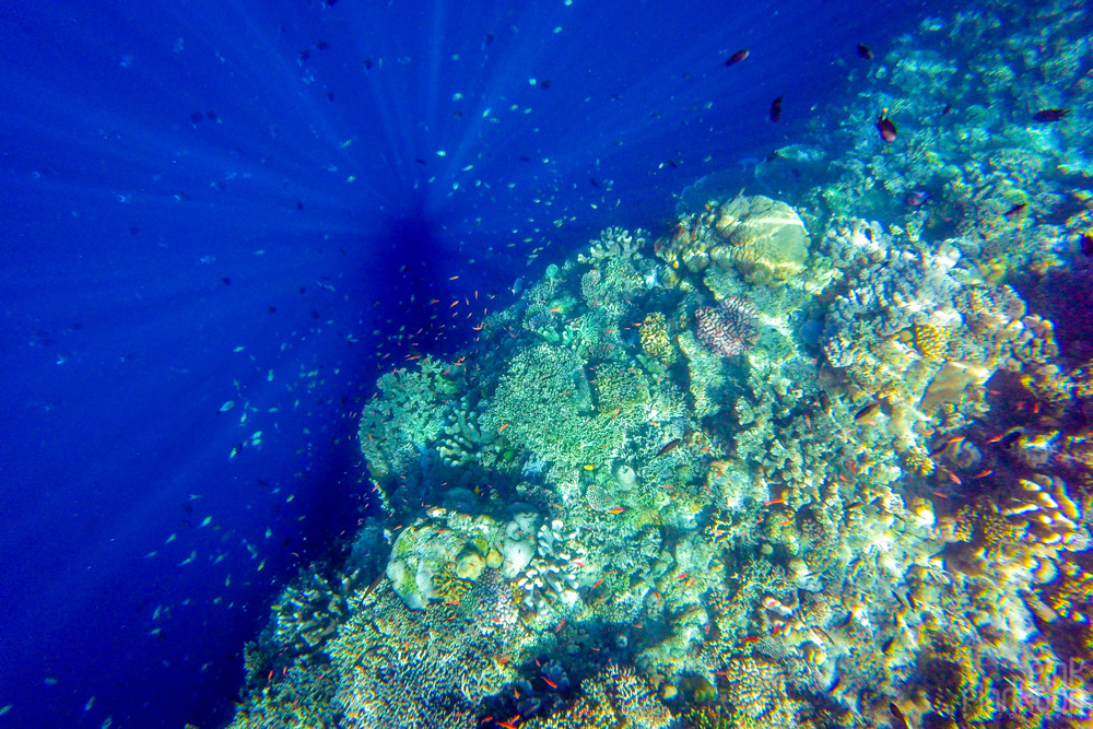 colorful coral reef on Bunaken Island, Sulawesi