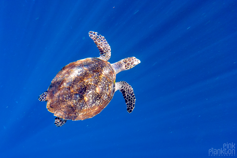 turtle in Bunaken Island, Sulawesi