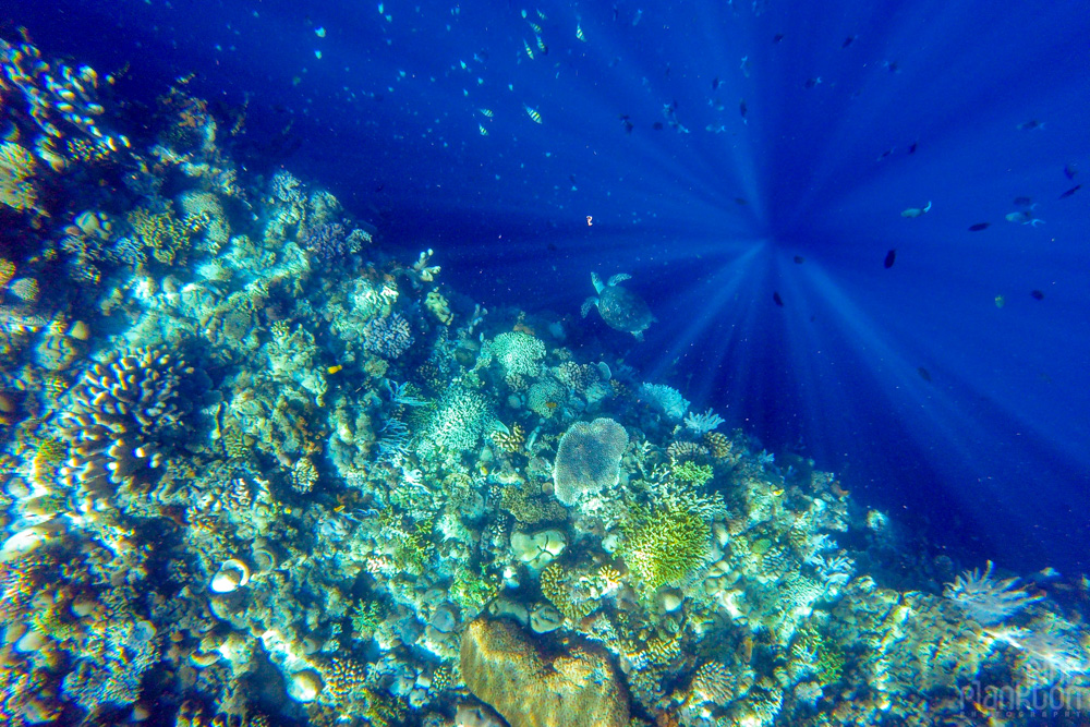 turtle and coral reef on Bunaken Island, Sulawesi