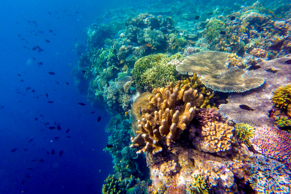colorful coral reef on Bunaken Island, Sulawesi