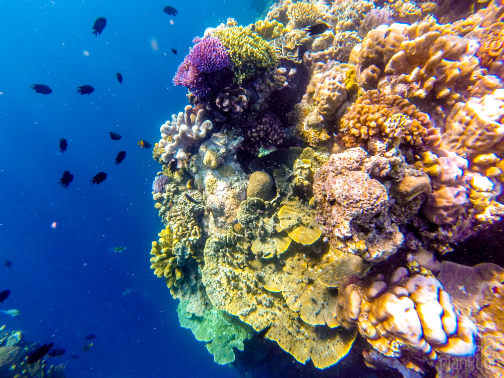 colorful coral reef on Bunaken Island, Sulawesi