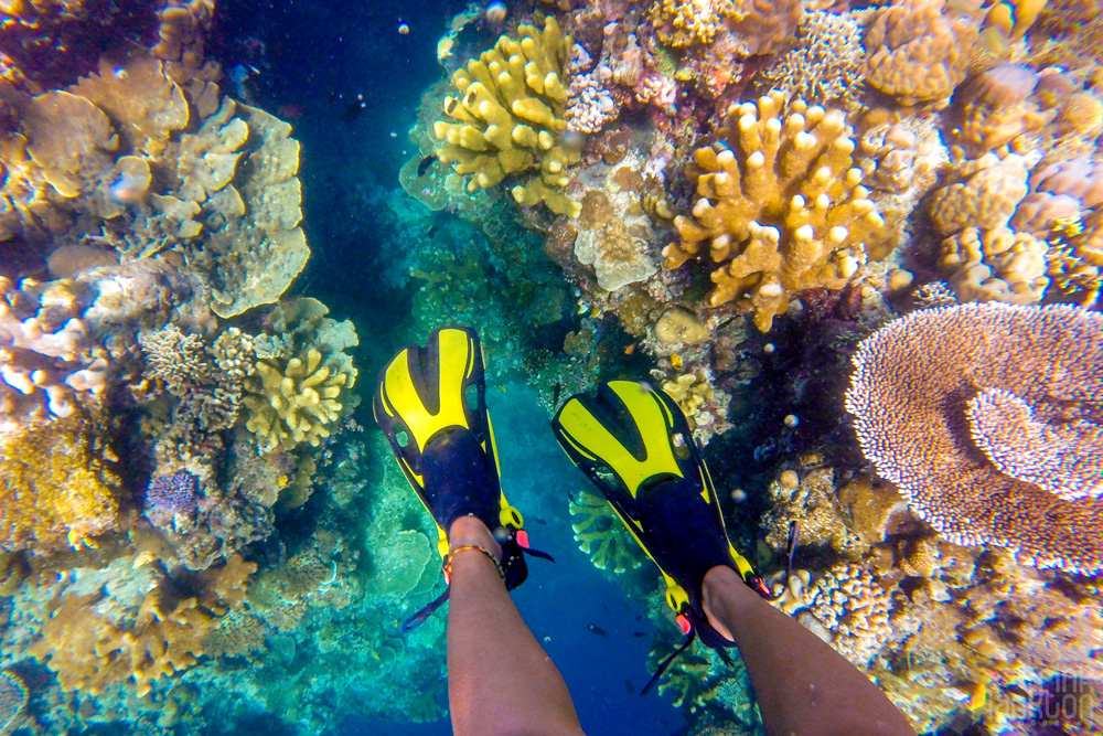 snorkeling colorful coral reef on Bunaken Island, Sulawesi