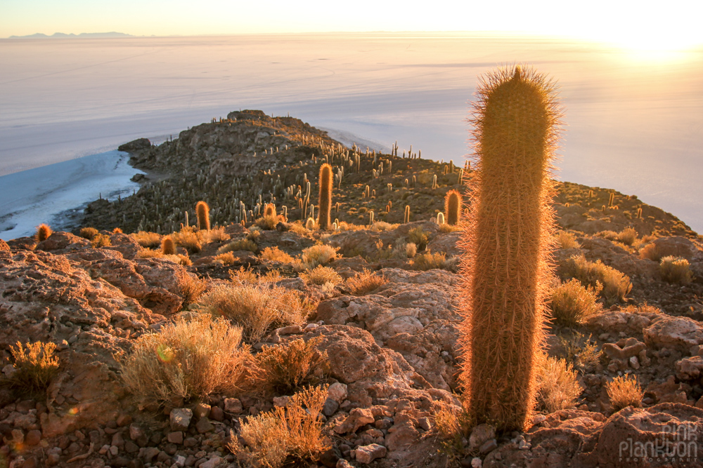 cacti and sunrise on Bolivia’s Isla Incahuasi