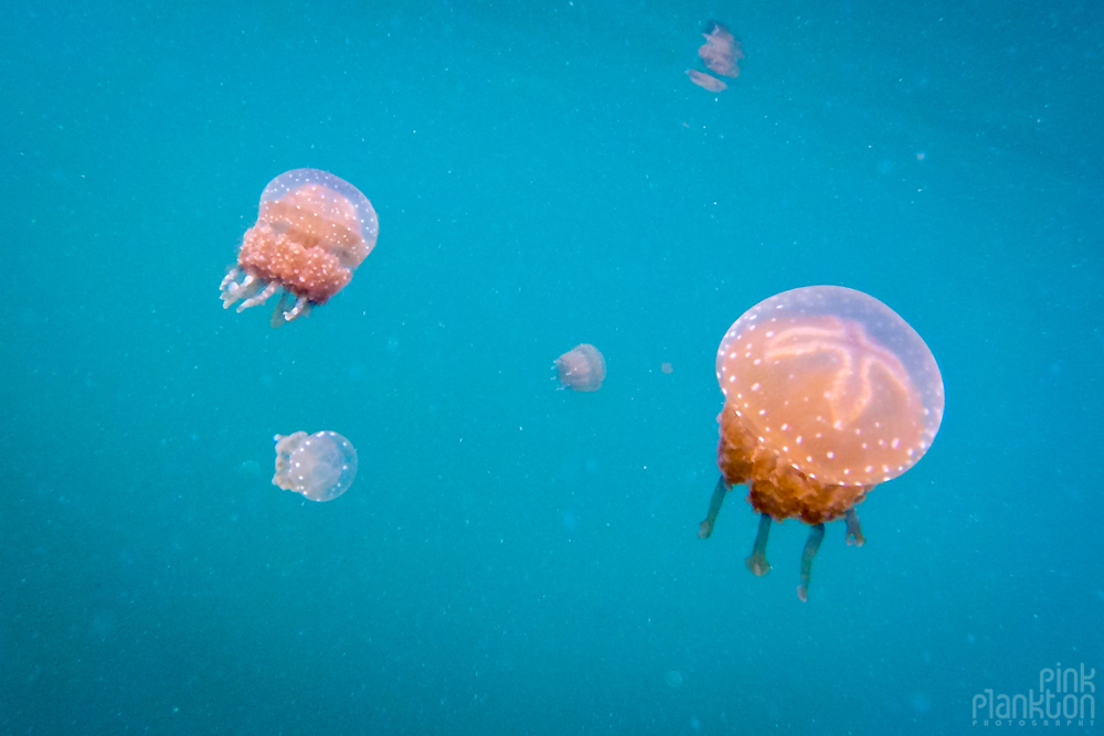 What It’s Like to Swim With Stingless Jellyfish in the Togean Islands ...